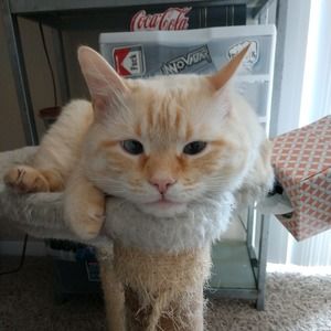 Meet your Posher, Natasha